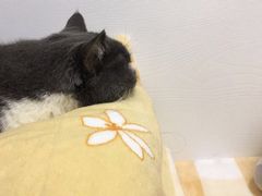 -福州肆爪动物医院