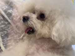 -美联众合爱康动物医院•复杂内科•肿瘤科•牙科•腔镜诊疗中心