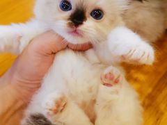 -十年猫舍·猫咪专门店(普陀店)