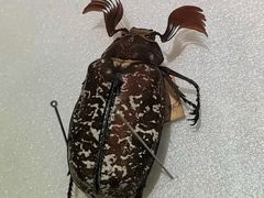 -上海昆虫博物馆