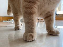 -Catmate·猫肥家润(金润铂宫店)