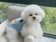 -萌宠之家·腊肠犬·马尔泰·小体犬舍