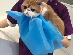 -关爱宠物医院·猫科中心·消化科(滨湖万达分院)