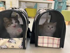 -lincat·猫舍(广州店)