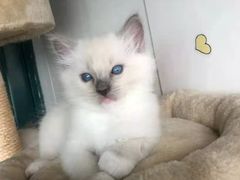 -瑞派动物医院·绝育·犬猫全科·预防医学(光景江南中店)