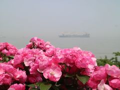 -上海滨江森林公园