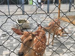 -长白岛森林公园