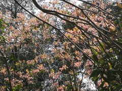 -梧桐山风景名胜区