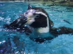 -迪拜水族馆及水下动物园