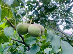 -白草畔自然风景区