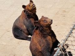 -大连森林动物园