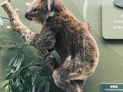 -国家自然博物馆