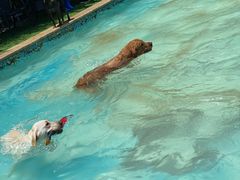 -汪说喵讲宠物乐园宠物酒店(红星美凯龙店)