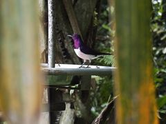 -新加坡飞禽公园