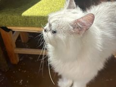 -猫猫幼稚园·撸猫·桌游·电玩