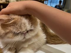 -滚猫咖啡·猫咖·猫友好撸猫(未来城店)