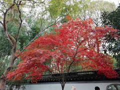 -秋霞圃