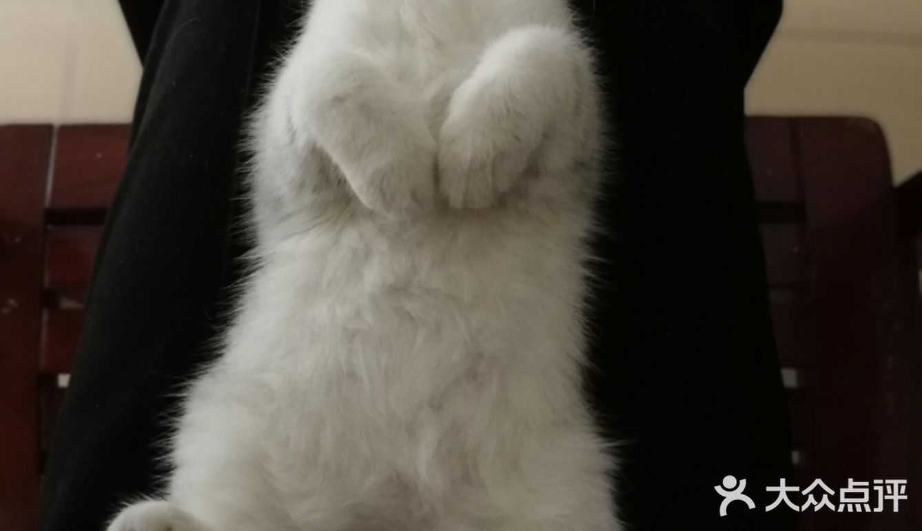 曾经小小猫咪，如今傻不拉叽