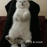 曾经小小猫咪，如今傻不拉叽