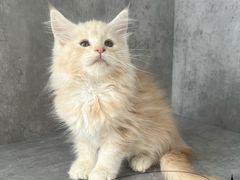 -小猫来了·猫舍(红山六九七九店)