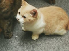-猫色咖啡·猫咖