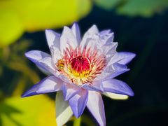 -上海辰山植物园