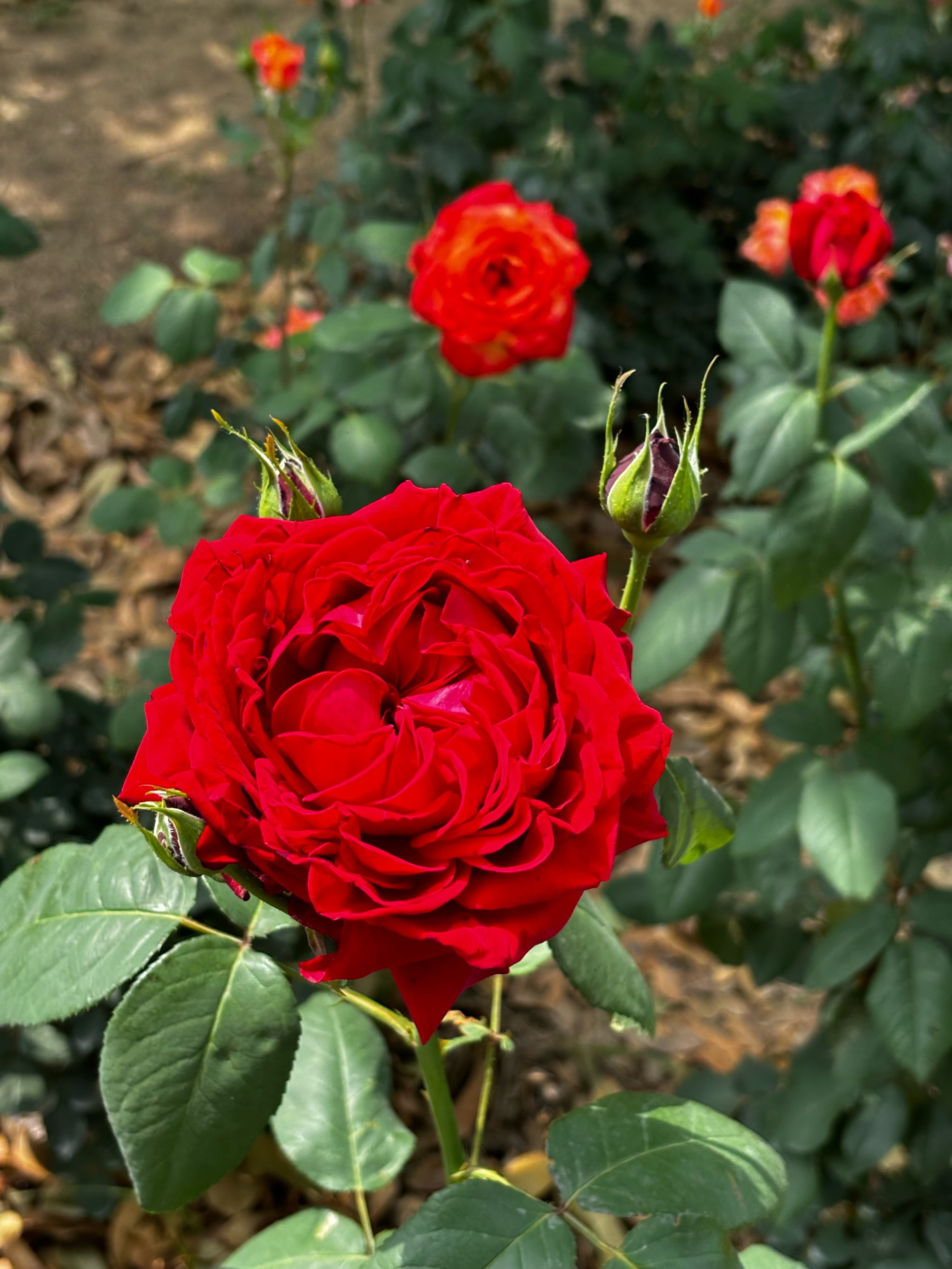 盛泽湖月季园春日探秘攻略