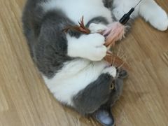 -COLOR PETS 撸猫馆·购猫·猫咖(长风大悦城店)
