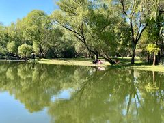 -上海共青森林公园