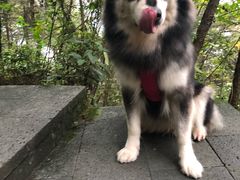 -铁山坪森林公园