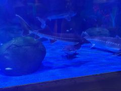 -海合安成都极地海洋公园