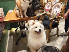 -more than meow吴止猫主题餐厅(承德 中船汇店)