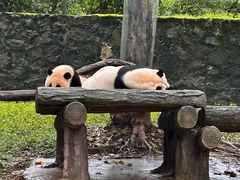 -都江堰中华大熊猫苑