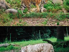 -杭州野生动物世界