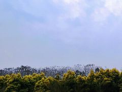 -白鹭湾湿地公园