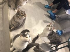 -猫儿山۰猫主题餐厅