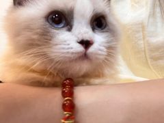 -楼上猫咖(罗湖店)