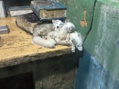 -大连圣亚海洋世界