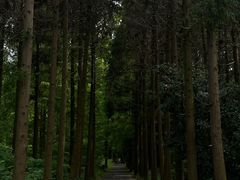 -东平国家森林公园