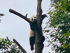 -都江堰中华大熊猫苑