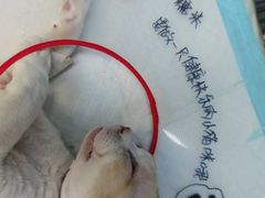 -瑞派·爱瑞可动物医院·口腔专科(广华新城分院)