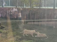 -鄂尔多斯野生动物园