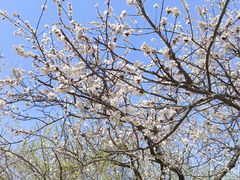 -石家庄市植物园