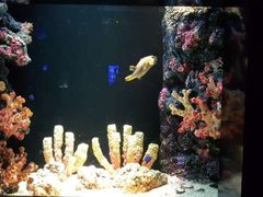 -暹罗海洋世界