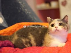 -Bastet sally猫舍购宠(静安店)