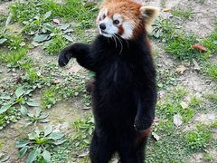 -上海野生动物园