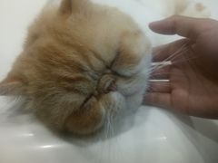 -糯米喵星人·撸猫猫舍咖啡馆(西市场嘉华店)