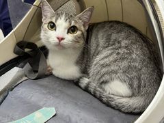 -中农国际动物医院24小时·猫科·骨科·急重症中心