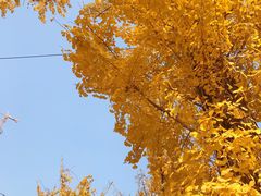 -百林公园-两江幸福广场