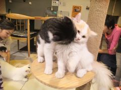 -平行世界·猫咖(首经贸店)